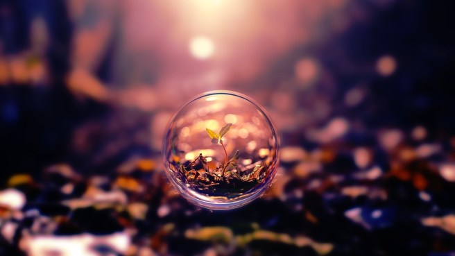 plant-in-bubble-1280x720