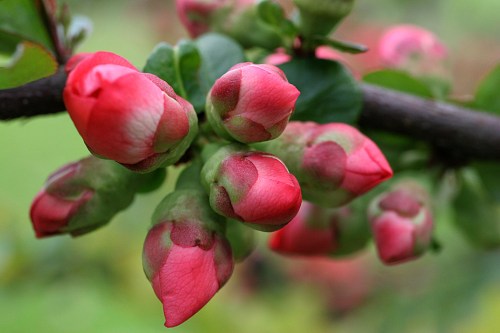 spring_buds_orchard_apple_nature_flowers_hd-wallpaper-564690