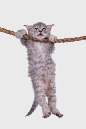cat-hanging-on