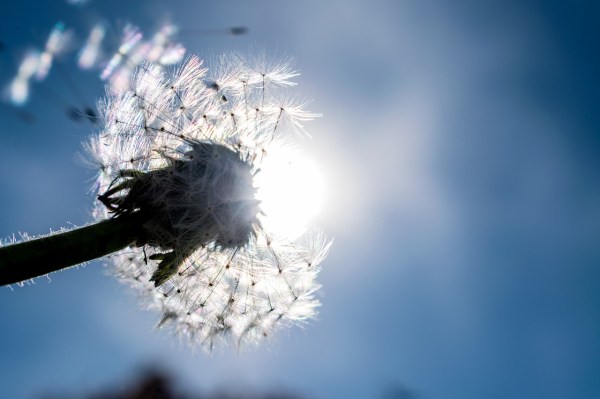 dandelion-2292049_1280