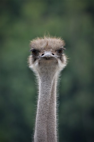 bouquet-3545069_1280