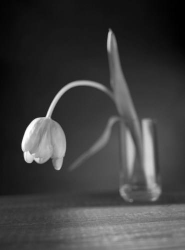 tulip-14696_1280